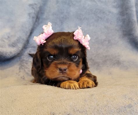 cavalier king coco chanel|Coco Chanel is a Cavalier King Charles Spaniel .